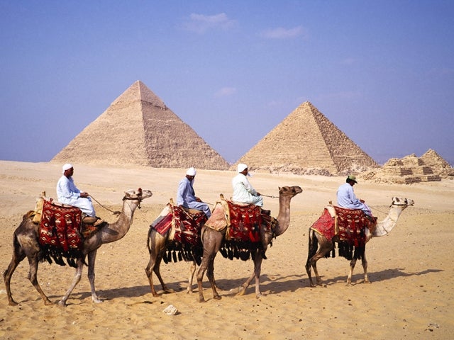 Camels with Pyramids in background