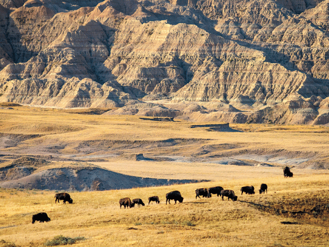 herd of buffalo on an open plain