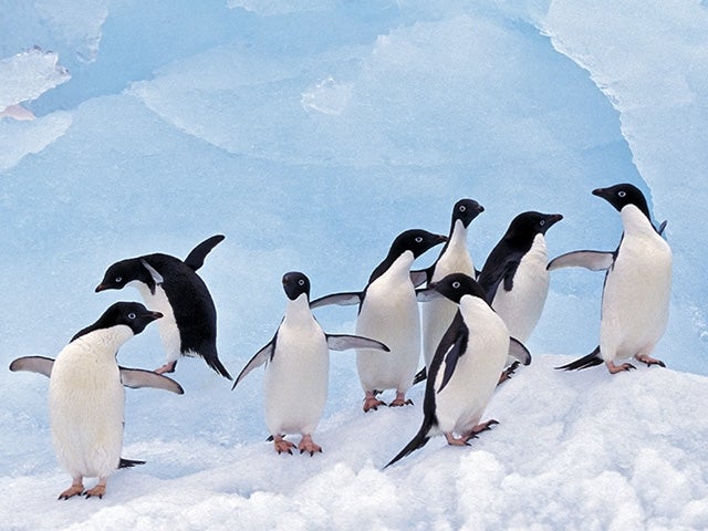 Penguins on glacier