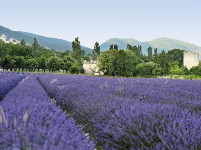 Provence Lavender