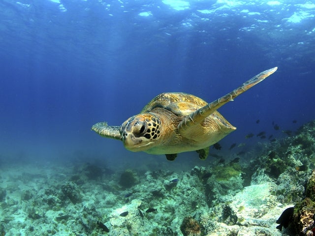 Large Sea turtle