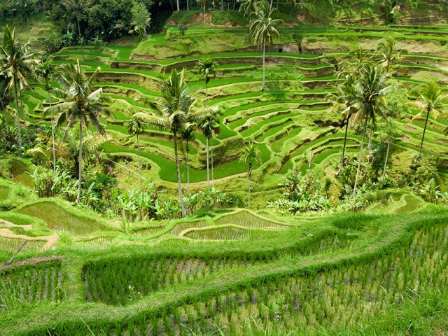 rice terraces