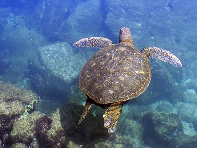 Sea Turtle