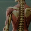 A detailed anatomical model shows the muscles and spine of the human back, with various muscle groups and structures color-coded for educational purposes.