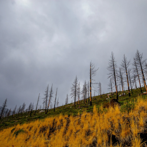Burnt trees on a hillside following the 2021 Caldor Fire