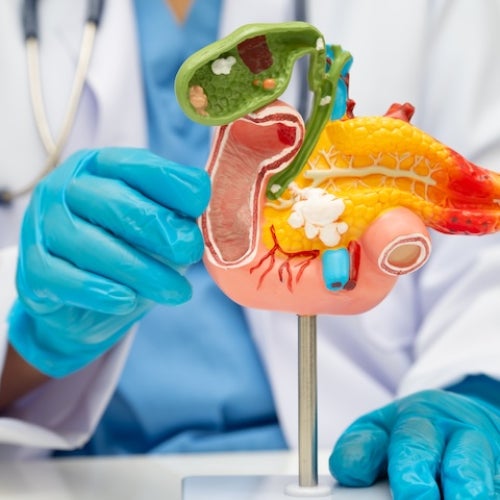  A medical professional wearing blue gloves holds a colorful anatomical model of the upper abdomen