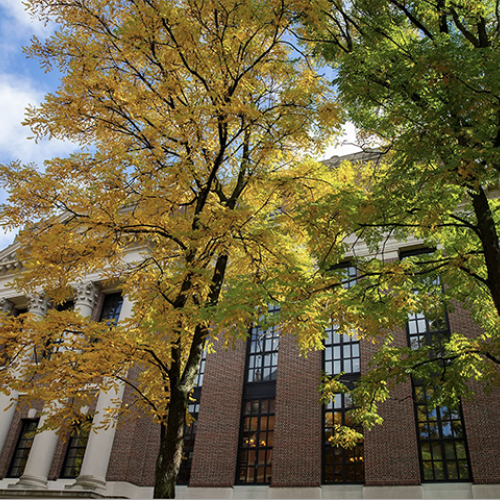 Widener Library with fall leaves in front of the building