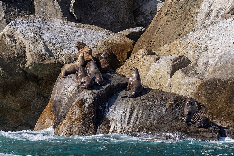 sea lions basking