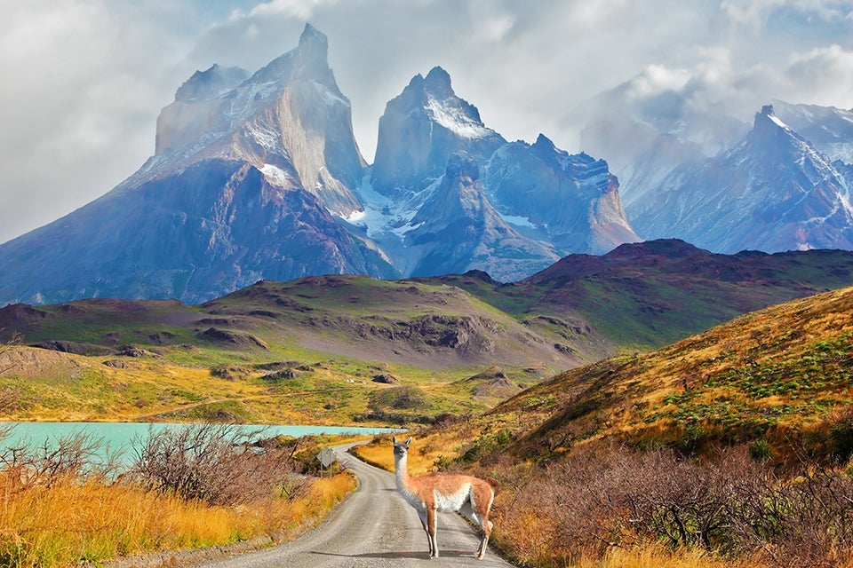 llama in the road with mountains in the background