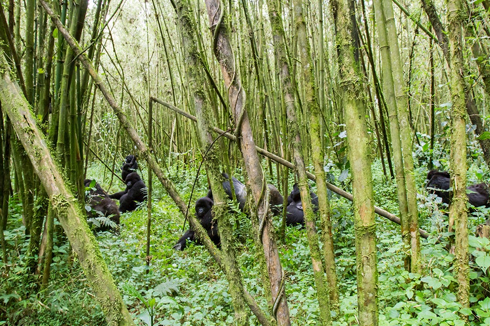 gorillas