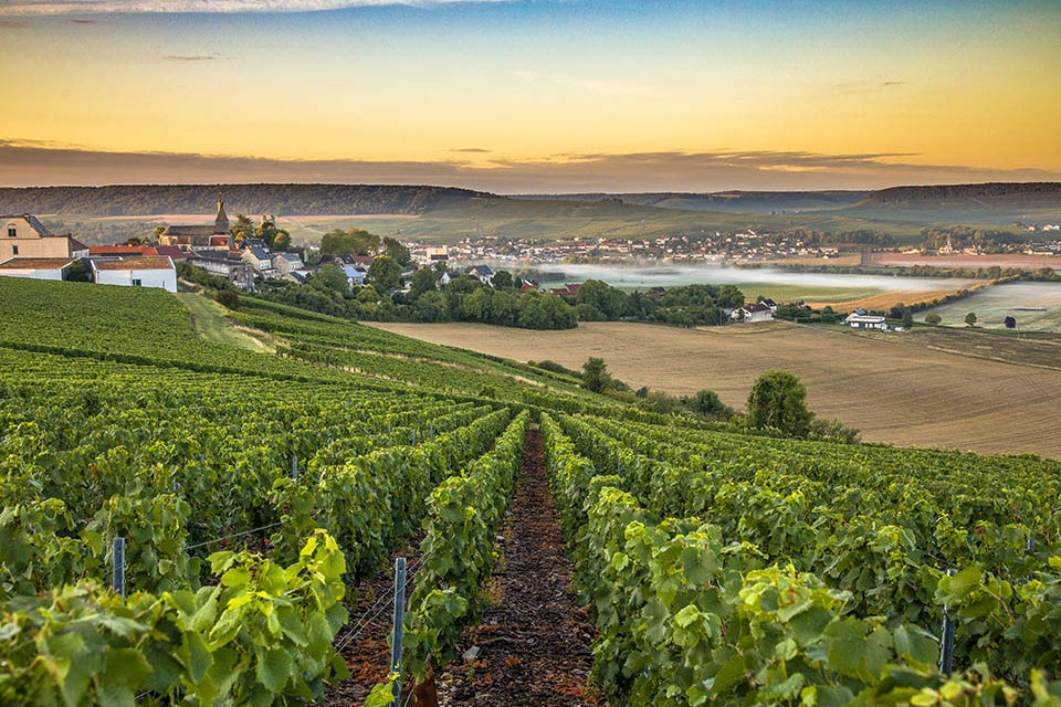 winery chamagne
