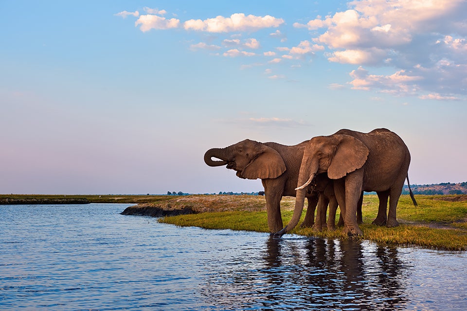 elephants by the river
