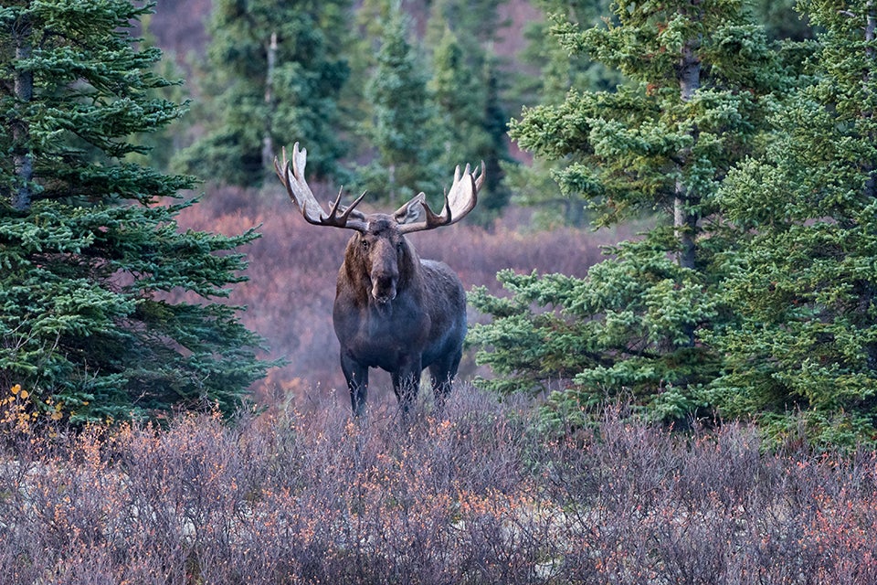 moose