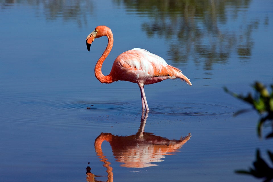 Flamingo