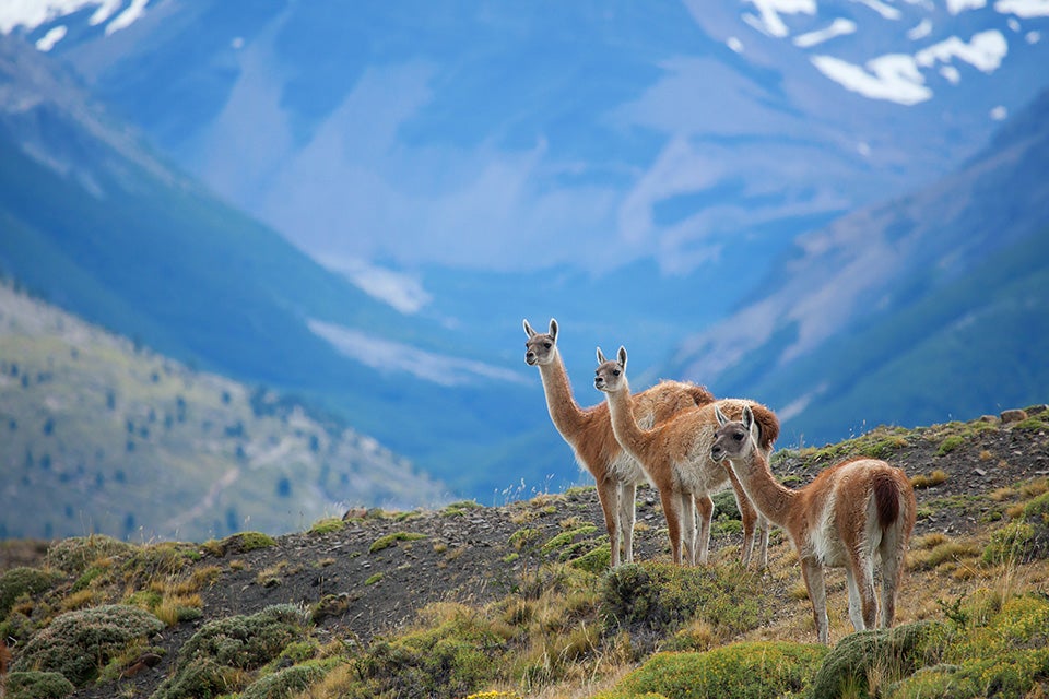 llamas in chile