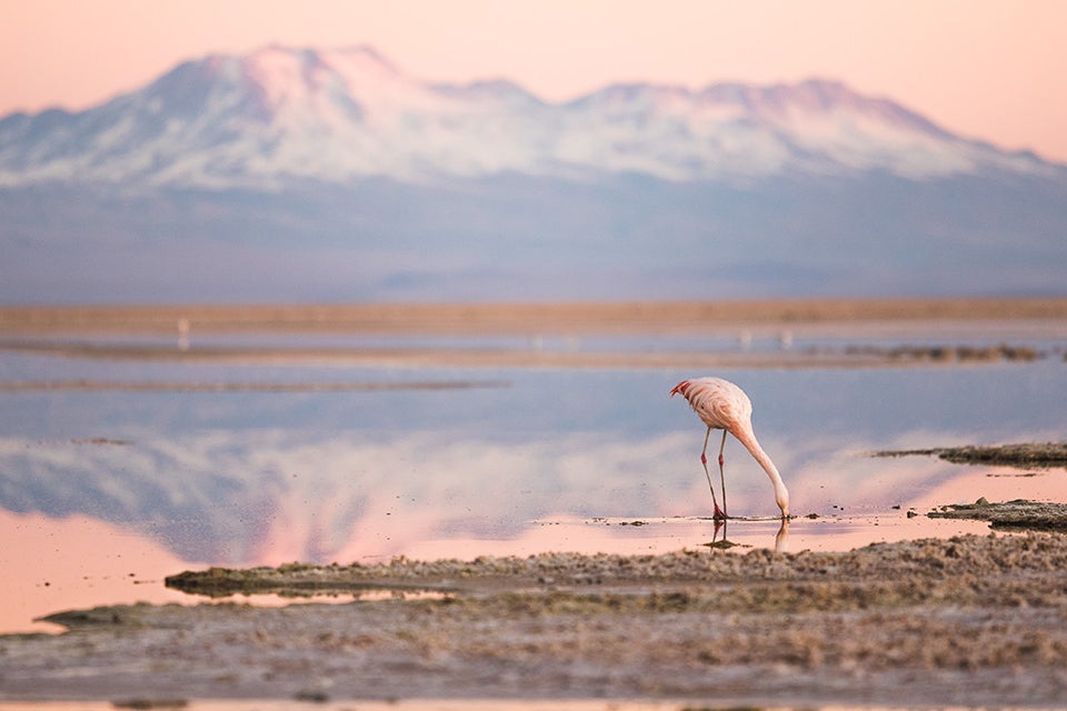 Flamingo