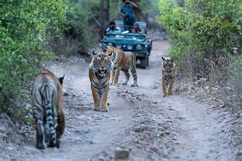 Tigers