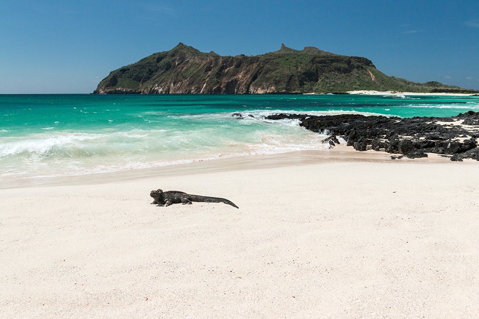 Iguana on the beach