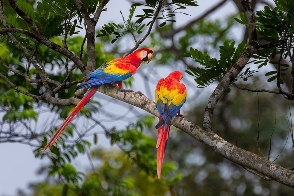 parrots in Maquenque
