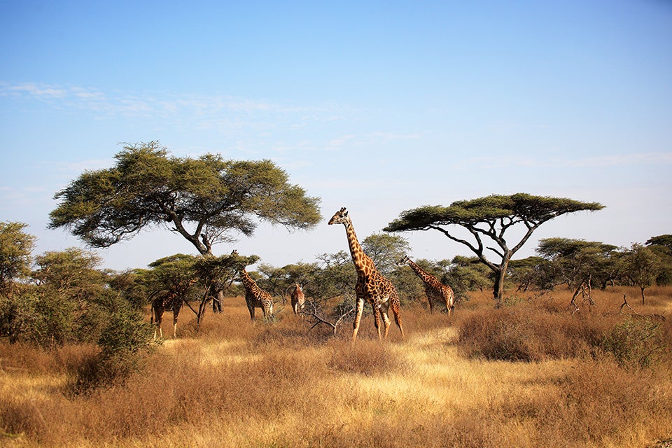 giraffes