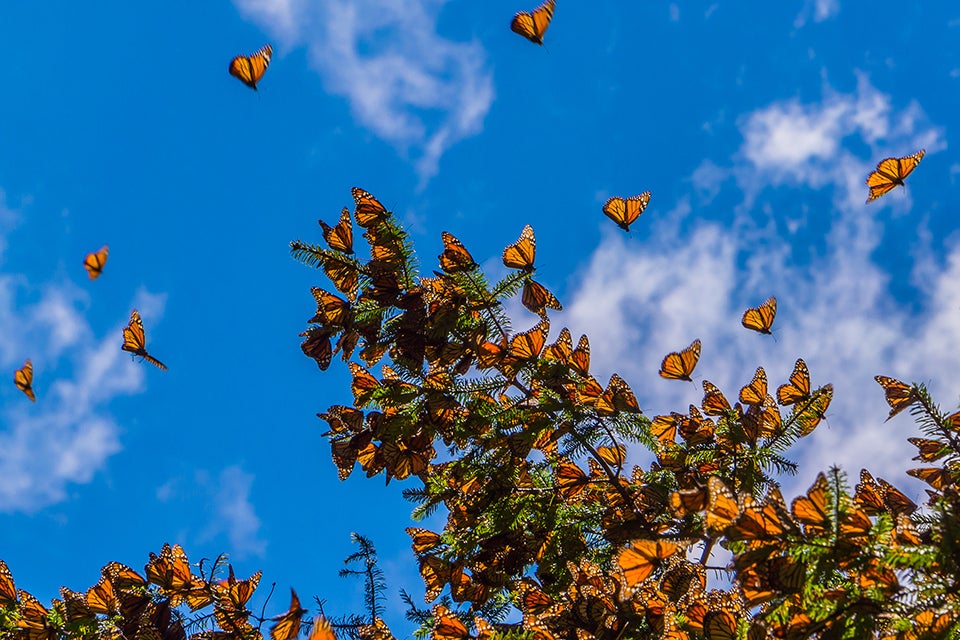monarch butterflies