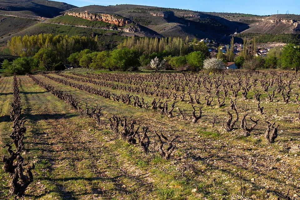 Ribera del Duero