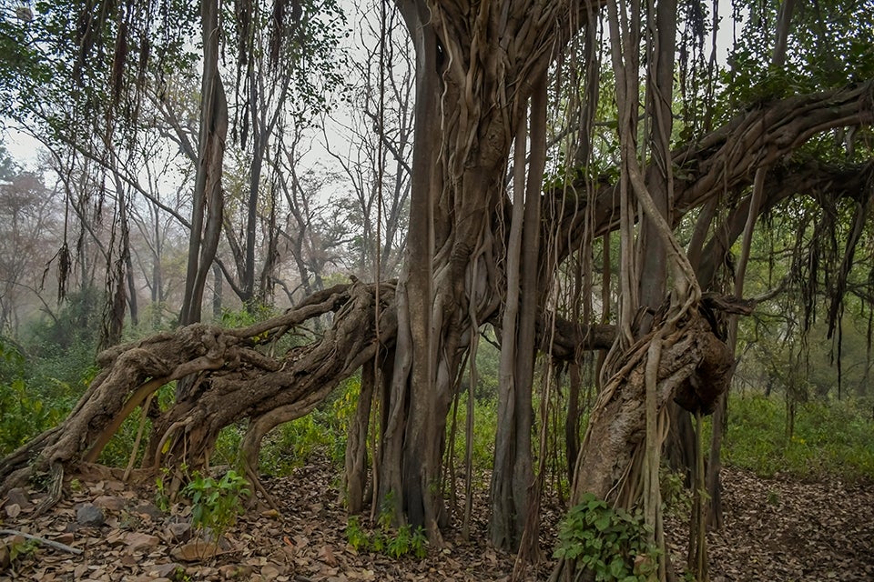 Ranthambore National Park