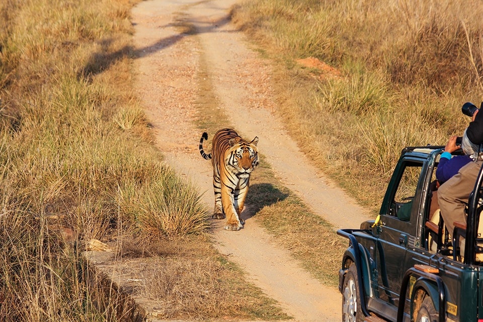 Bengal Tiger