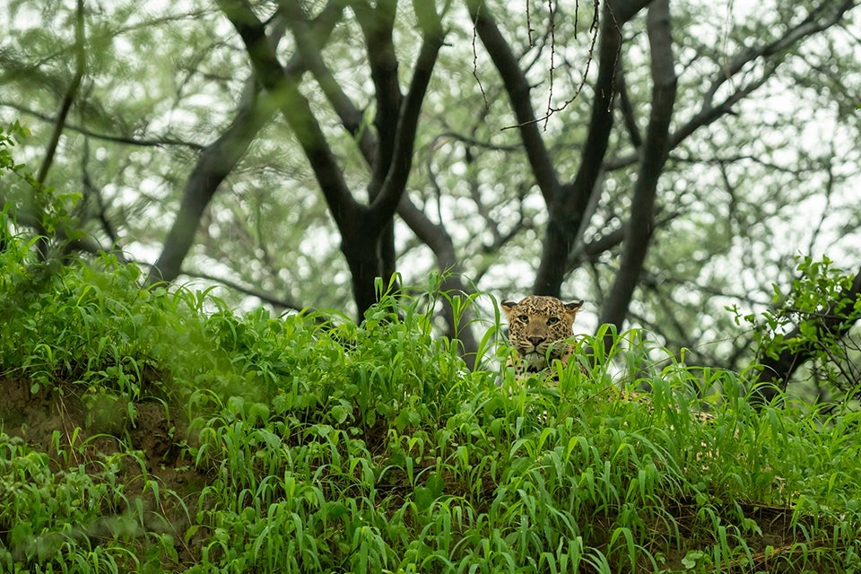 Leopard, India