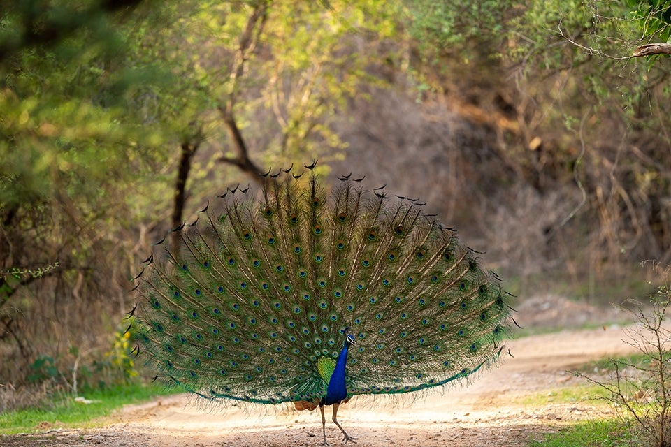 Peacock, India