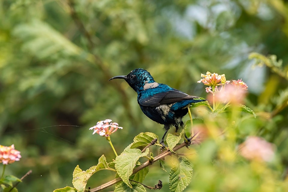 Purple Sunbird