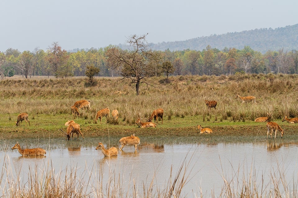Swamp Deer