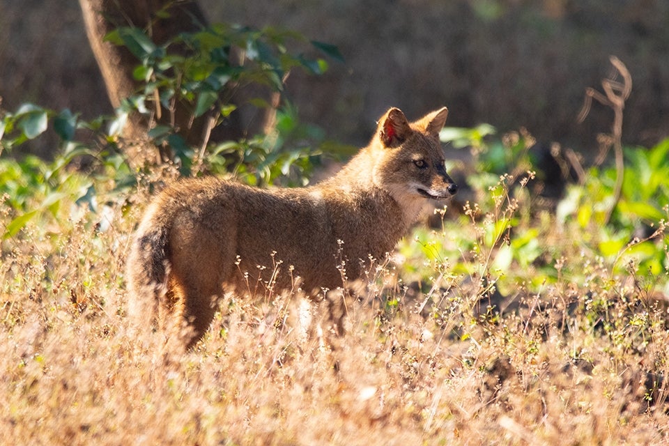Wolf, India