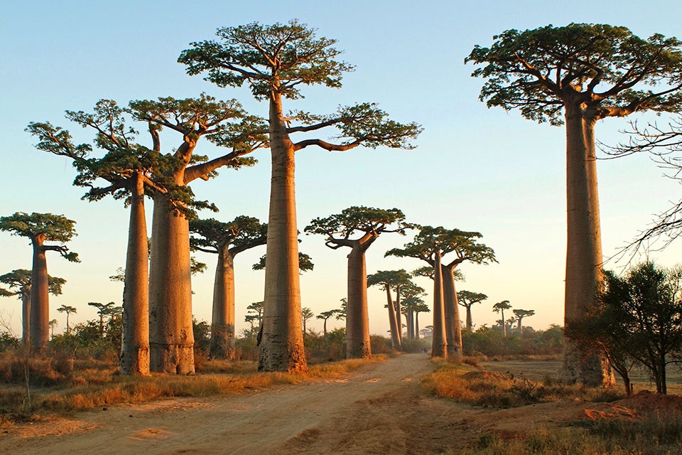 Baobab Trees