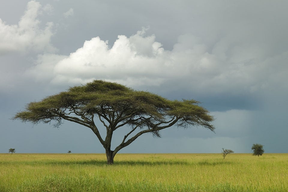 Serengeti Plains by Andy Biggs