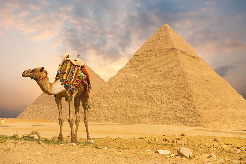 Camel at Giza