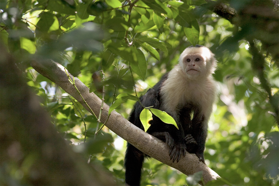 Monteverde monkey