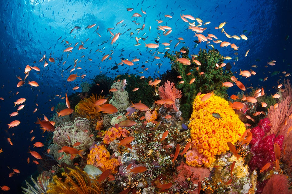 colorful reef