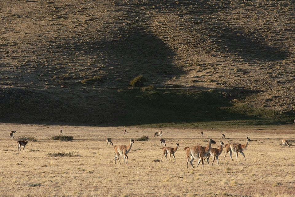 Conservation Reserve_Explora_Torres del Paine_alpaca