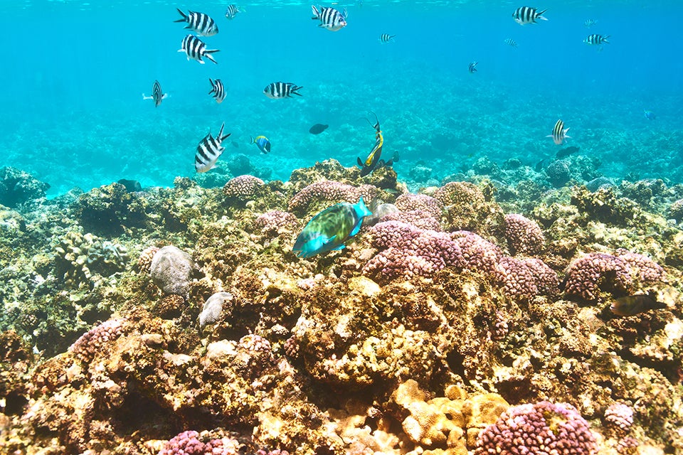 coral reef
