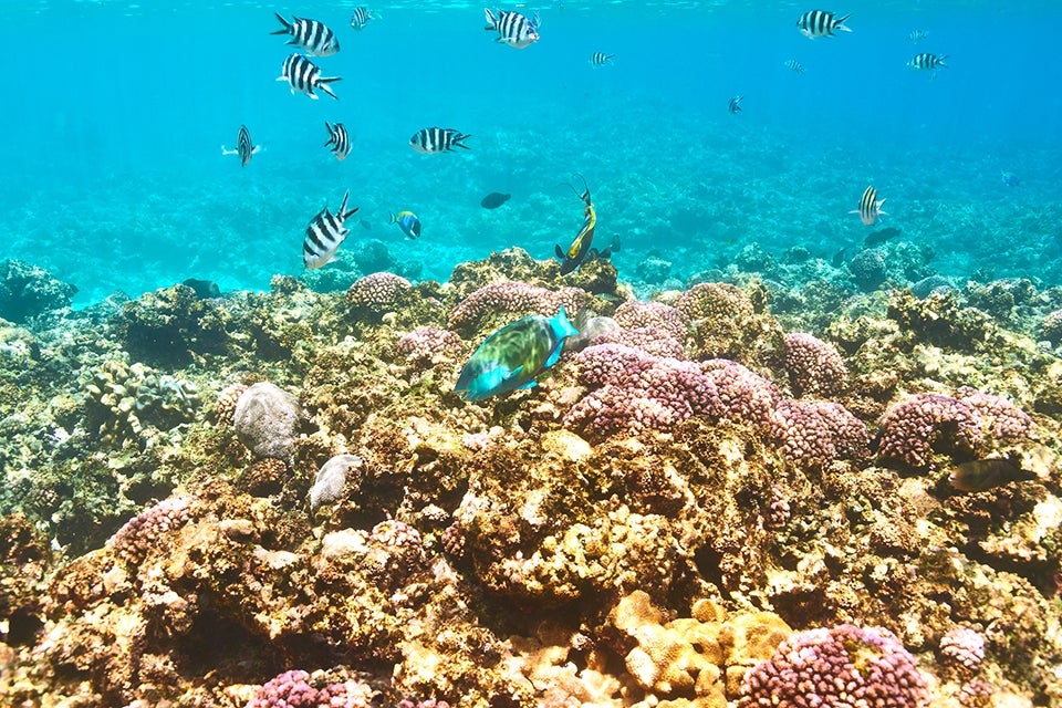 Coral reef Seychelles