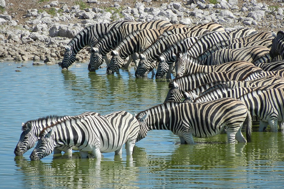 Zebra