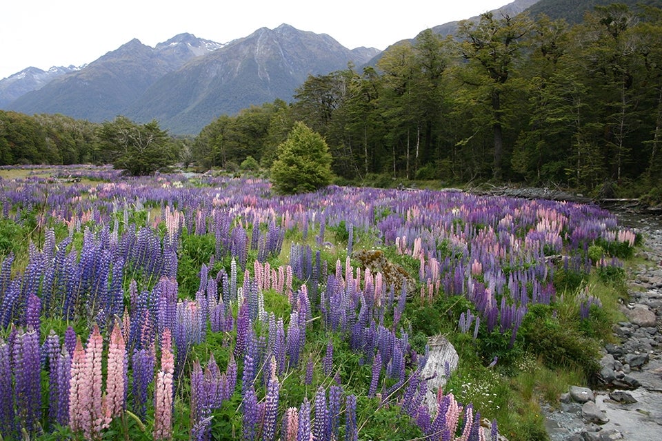 Lupins in Fjordland National Park