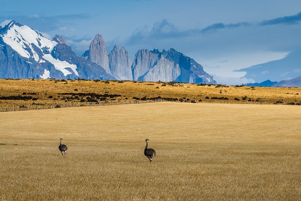 Conservation Reserve_Explora_Torres del Paine_rheas