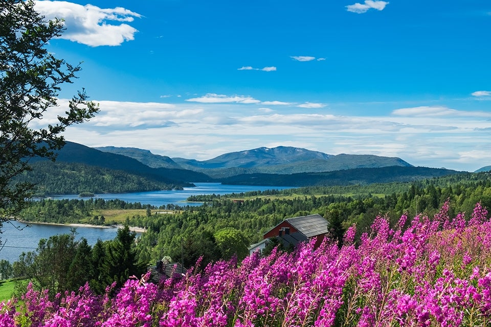 Flowers of Norway