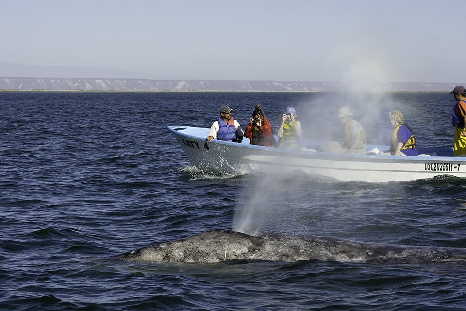 gray whale watching
