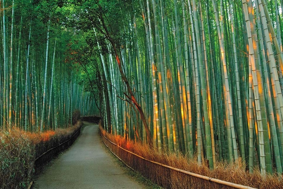 Bamboo Forest