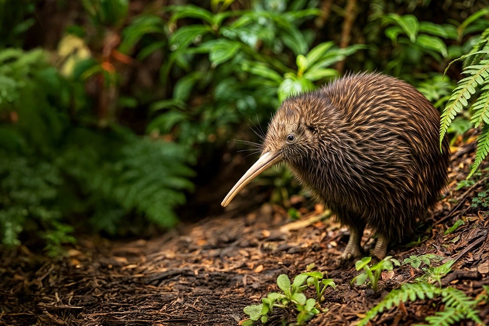 kiwi bird
