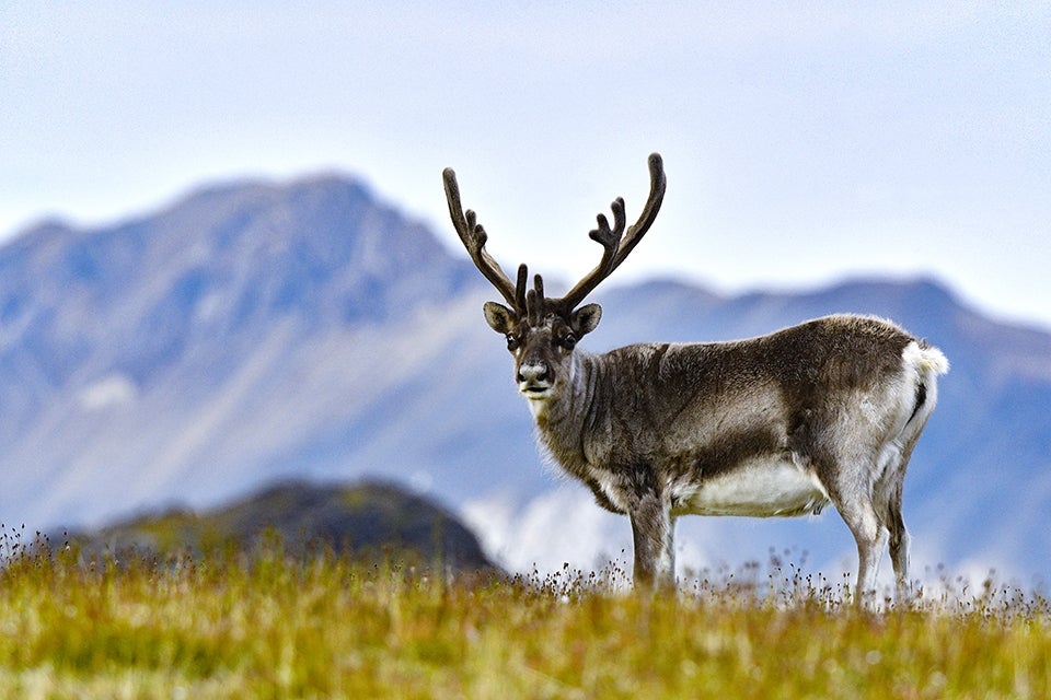Reindeer