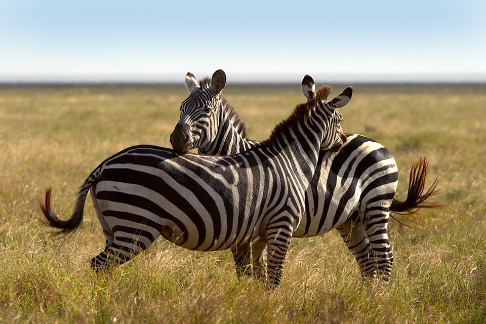 Zebras by Andy Biggs